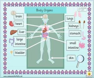 Puzzle Όργανα του ανθρώπινου σώματος στα αγγλικά